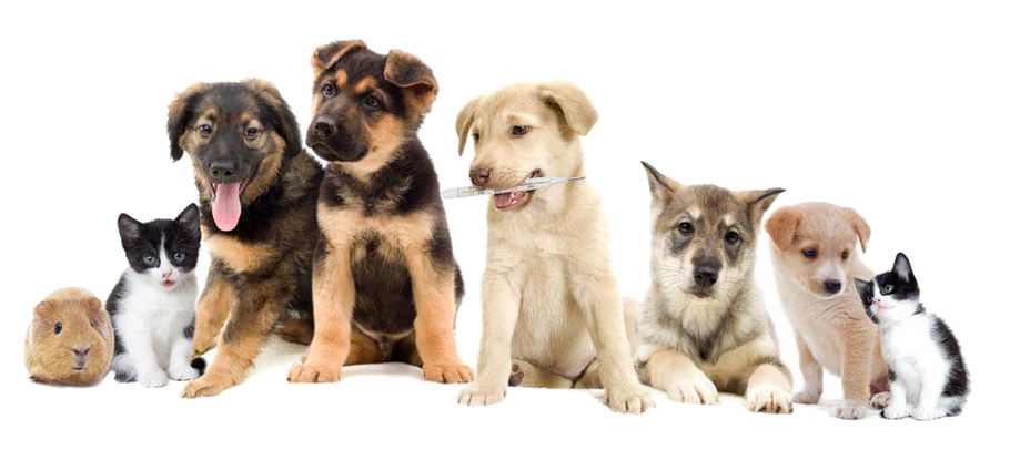 Choosing the Right Dog Breed – A Step By Step Guide