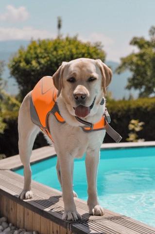 How to keep your dog safe around water