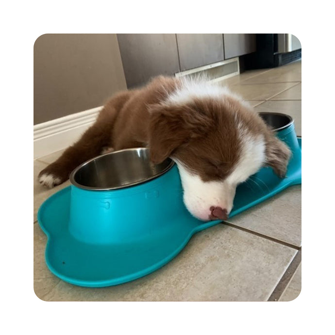 Vivaglory Dog Bowls Stainless Steel Water and Food Puppy Cat Bowls with Non Spill Skid Resistant Silicone Mat