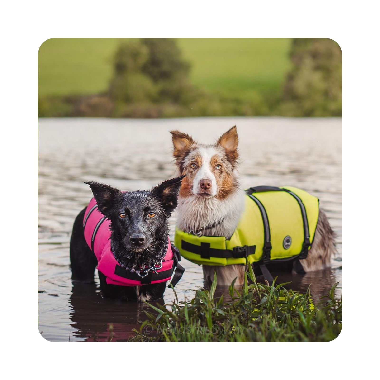 Chien Silver Paw Dog Life Jacket, Water Resistant Dog Life Vest